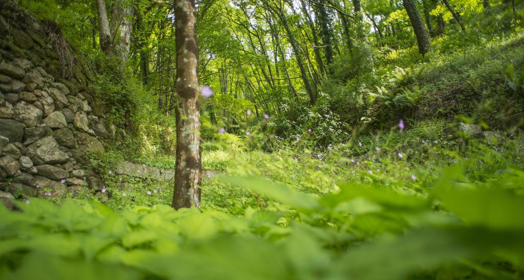 Quinta Do Fontelo Villa Vouzela Eksteriør bilde